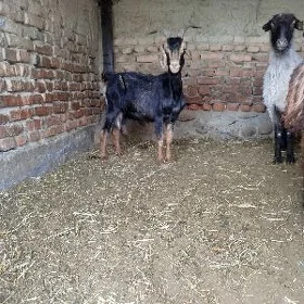 geci