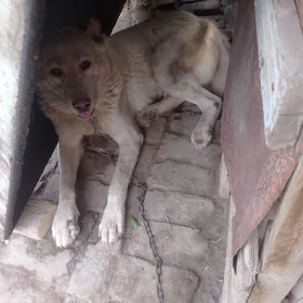 Simba