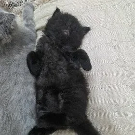 котята