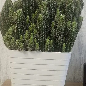 Кактус