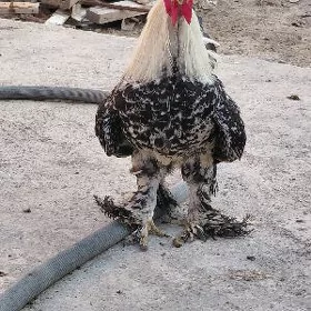 bramma horoz