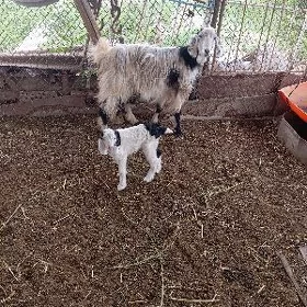 Owlakly geçi