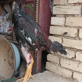 TAŞKENT HORAZ