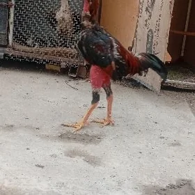 хораз