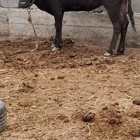 gysyr tuwe 4yaşan