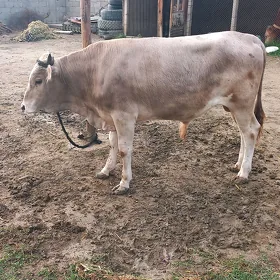 Ökiz