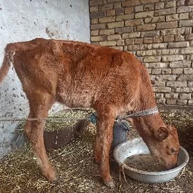 Unajyn yas