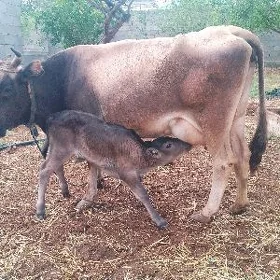 Göleli Sygyr .Bogaz tuwe
