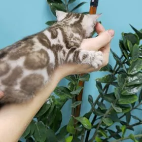 снежные бенгальские котята