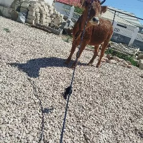 sygyr