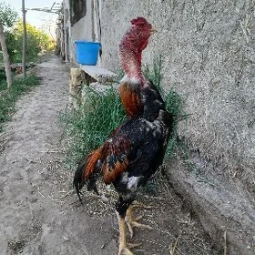 Paroda horaz