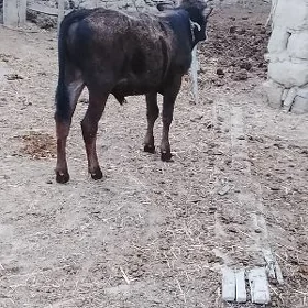 şwes öküzce