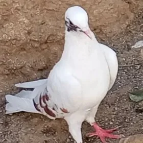kepderi