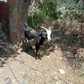 dog erkeç