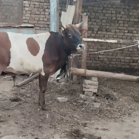 iki okuz br unajyn
