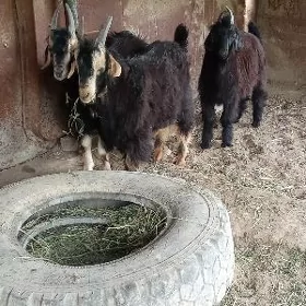 Çebişler