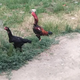 Baÿsy.horazz.