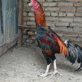 baysok