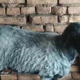 goýun