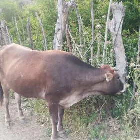 Gysyr sygyr