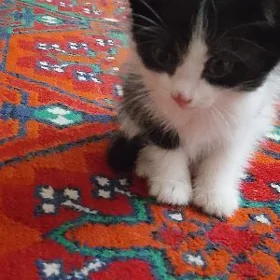pişik