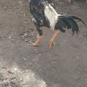 horaz