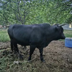 okuz 3yashar