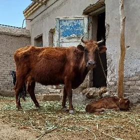 SÜÝIDI GOÝJA GÖLELI SYGYR