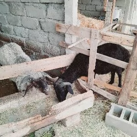 kùrti goÿun