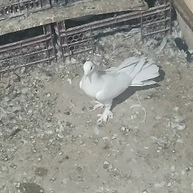 kepderi