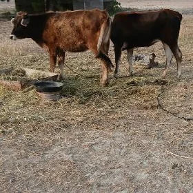 tuwe