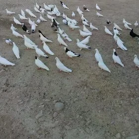 kepderi