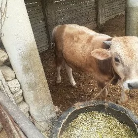 öküz