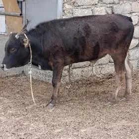 BAKYLAN ÖKÜZ
