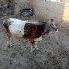 Öküz