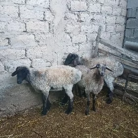 Işşek