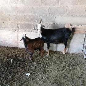 owlakly geçi.
