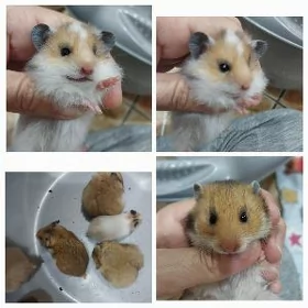 домашние хомяки