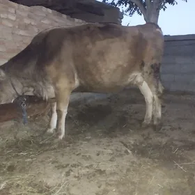 Sygyr