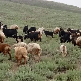 Merenos  turkmen goyunlar