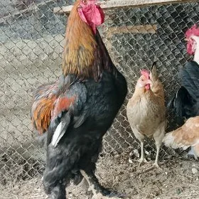 Brama horoz