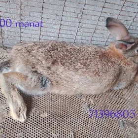 Arslan 71396805Towşan