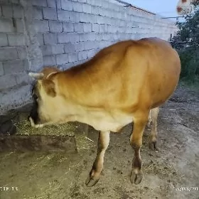 öküz maly