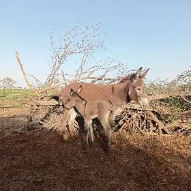 eşek