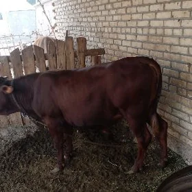 bakylan öküz
