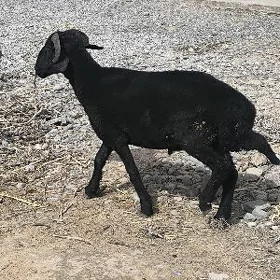 GARA KÖL GOÇ