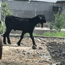 TEKE KELEK
