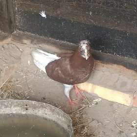 kepderi