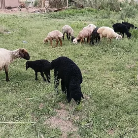Goyun we Geçi