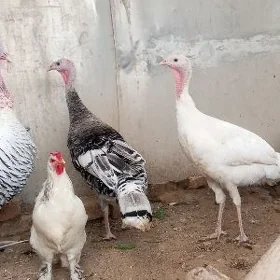 oy hayvanlar
